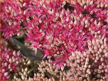 Sedum 'Mr. Goodbud'