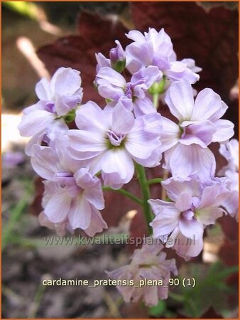 Cardamine pratensis 'Plena'