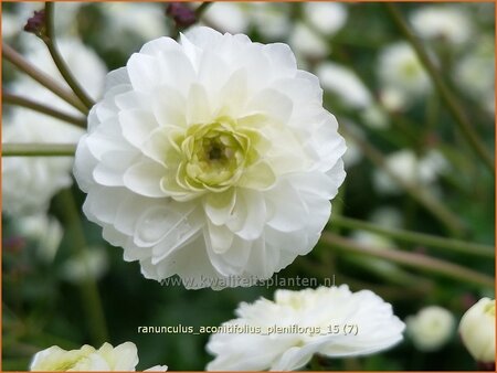 Ranunculus aconitifolius &#39;Pleniflorus&#39;