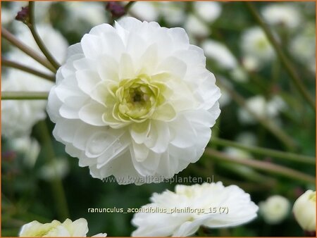 Ranunculus aconitifolius 'Pleniflorus'