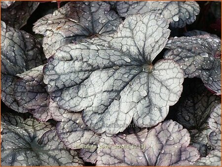 Heuchera 'Silver Scrolls'