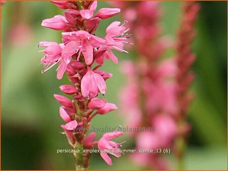 Persicaria amplexicaulis &#39;Summer Dance&#39;