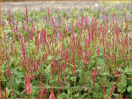 Persicaria amplexicaulis &#39;Summer Dance&#39;