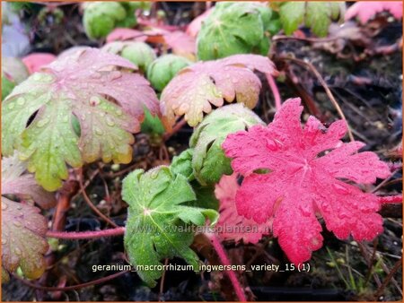 Geranium macrorrhizum &#39;Ingwersen&#39;s Variety&#39;