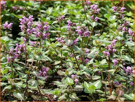 Lamium maculatum &#39;Chequers&#39;