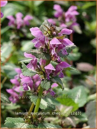Lamium maculatum &#39;Chequers&#39;