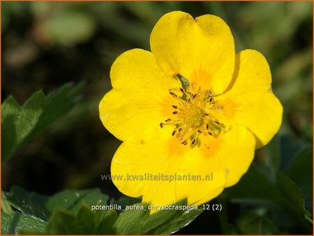 Potentilla aurea chrysocraspeda
