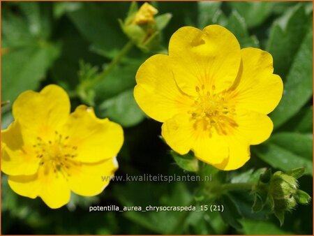 Potentilla aurea chrysocraspeda