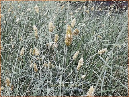 Sesleria nitida