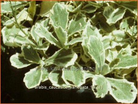 Arabis caucasica &#39;Variegata&#39;