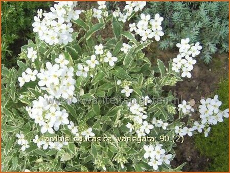 Arabis caucasica &#39;Variegata&#39;