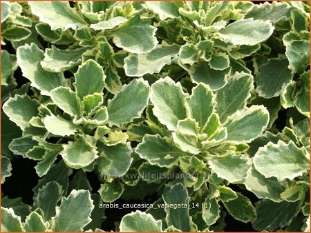 Arabis caucasica &#39;Variegata&#39;