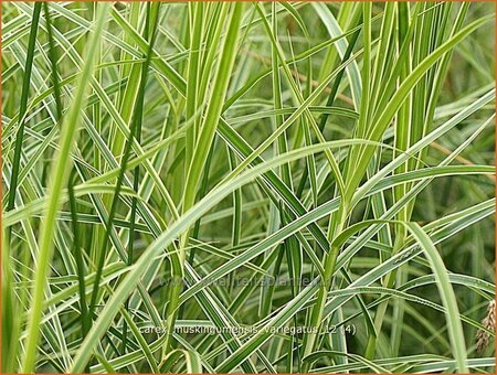 Carex muskingumensis &#39;Variegatus&#39;