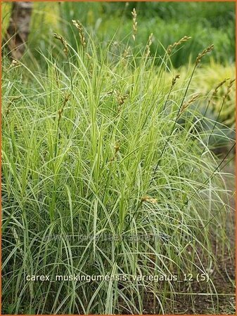 Carex muskingumensis &#39;Variegatus&#39;