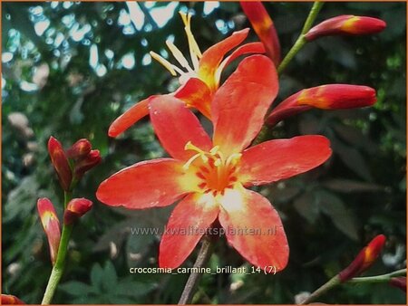 Crocosmia &#39;Carmine Brilliant&#39;