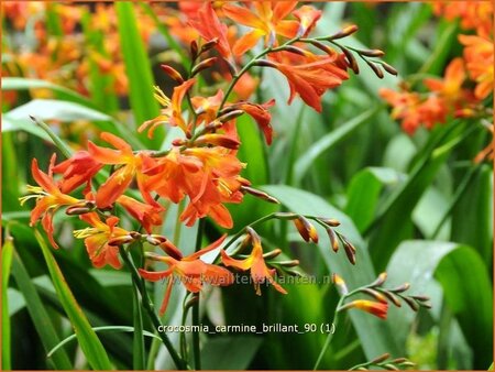 Crocosmia &#39;Carmine Brilliant&#39;