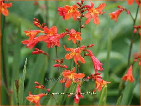 Crocosmia &#39;Carmine Brilliant&#39;