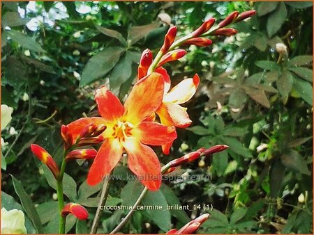 Crocosmia &#39;Carmine Brilliant&#39;