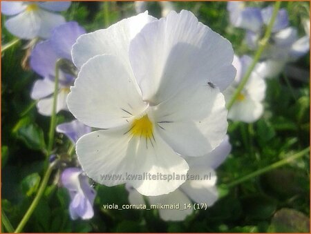 Viola cornuta &#39;Milkmaid&#39;