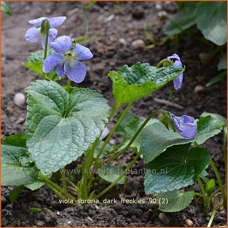 Viola sororia 'Dark Freckles'