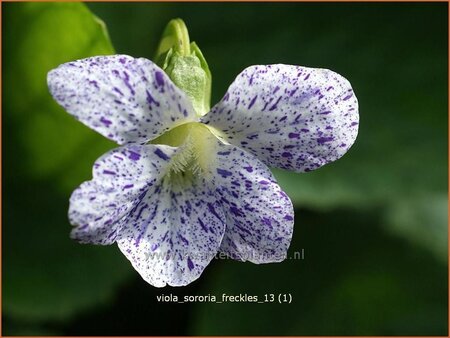 Viola sororia 'Freckles'