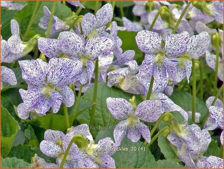 Viola sororia 'Freckles'