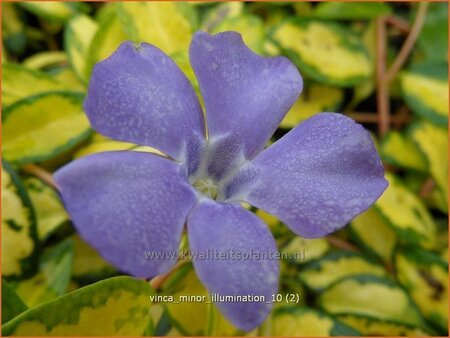 Vinca minor 'Cahill'