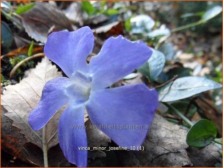 Vinca minor &#39;Josefine&#39;