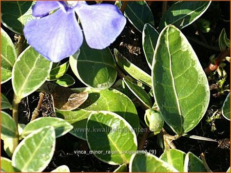 Vinca minor 'Ralph Shugert'