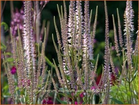 Veronicastrum virginicum &#39;Pink Glow&#39;