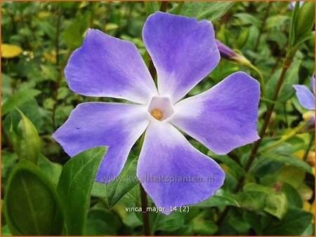 Vinca major