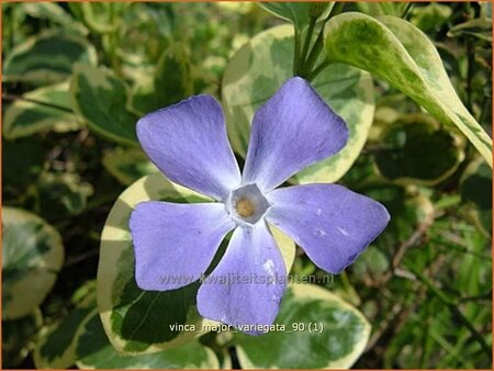 Vinca major 'Variegata'