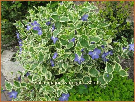 Vinca major 'Variegata'