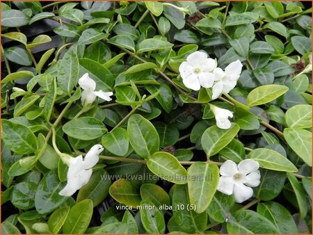 Vinca minor &#39;Alba&#39;