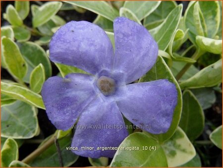 Vinca minor 'Argenteovariegata'