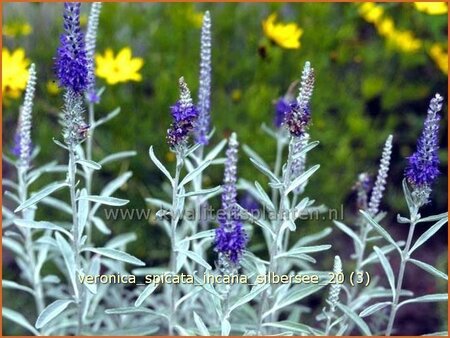 Veronica spicata incana &#39;Silbersee&#39;