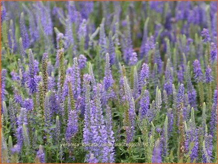 Veronica spicata &#39;Nana Blauteppich&#39;