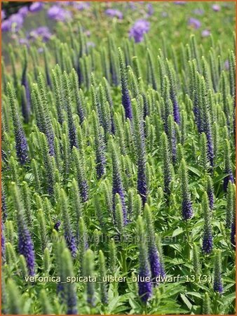 Veronica spicata &#39;Ulster Blue Dwarf&#39;