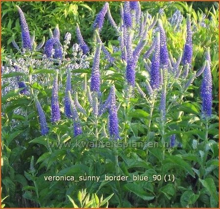 Veronica 'Sunny Border Blue'