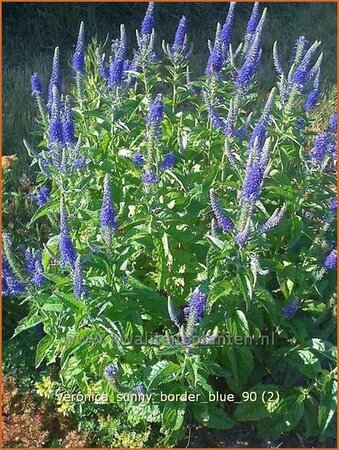 Veronica 'Sunny Border Blue'