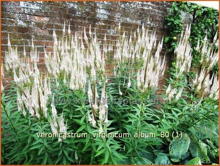 Veronicastrum virginicum &#39;Album&#39;