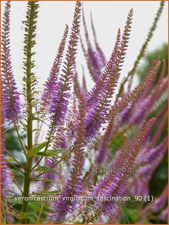 Veronicastrum virginicum &#39;Fascination&#39;