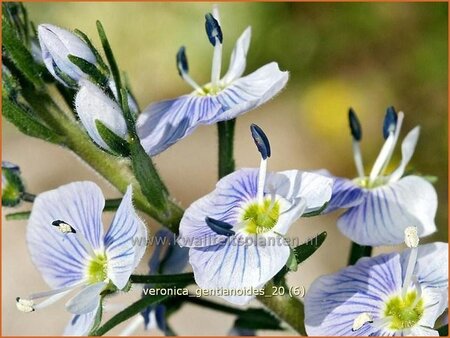 Veronica gentianoides