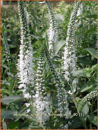 Veronica longifolia &#39;Schneeriesin&#39;