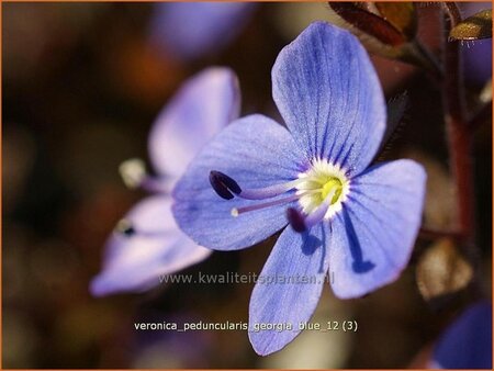 Veronica peduncularis &#39;Georgia Blue&#39;