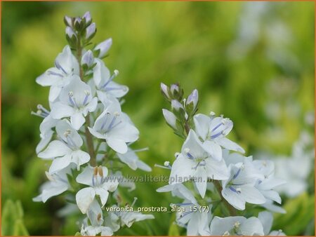 Veronica prostrata &#39;Alba&#39;