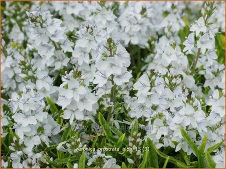 Veronica prostrata &#39;Alba&#39;