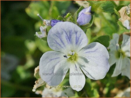 Veronica repens