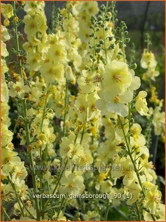 Verbascum &#39;Gainsborough&#39;