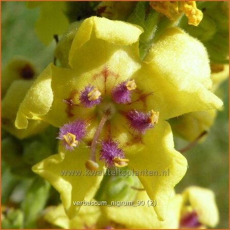 Verbascum nigrum